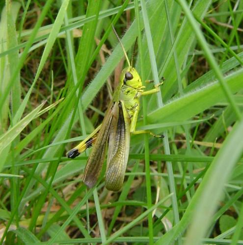 Réf. 53 003 : Stethophyma grossum
