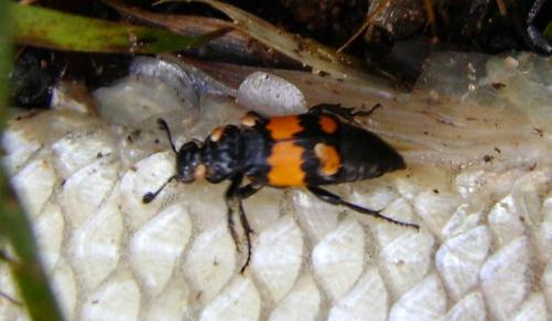Réf. 53 028 : Nicrophorus vespilloides