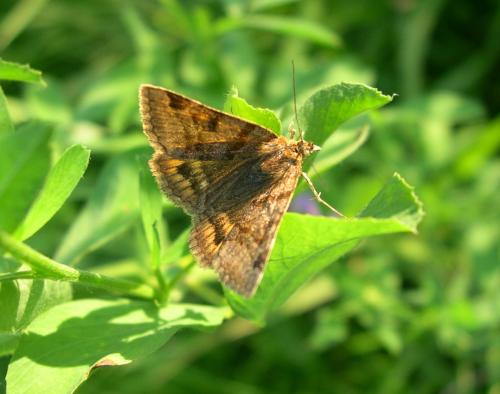 Réf. 53 030 : Euclidia glyphica