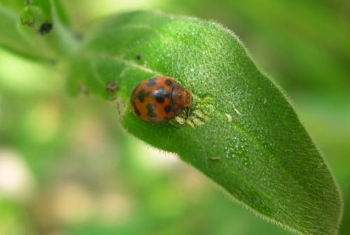 Réf. 53 044 : Subcoccinella vigintiquatuorpunctata