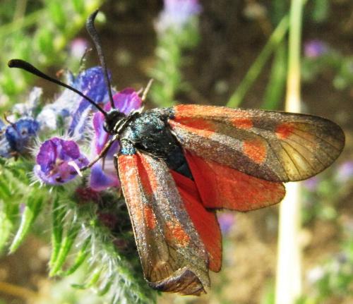Zygaena loti