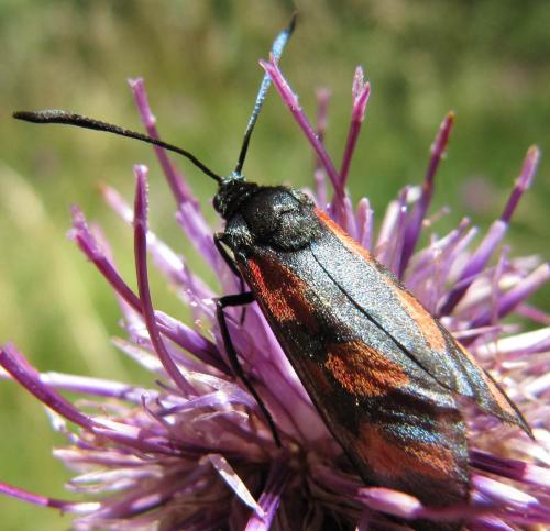 Zygaena transalpina