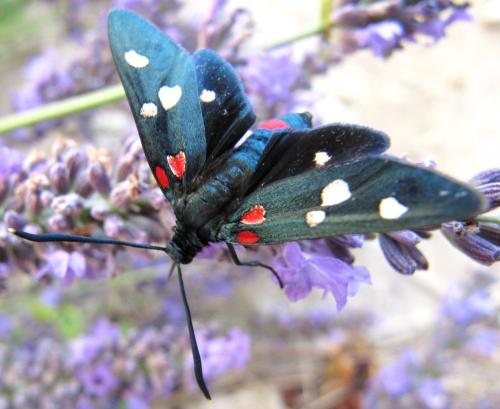 Zygaena ephialtes