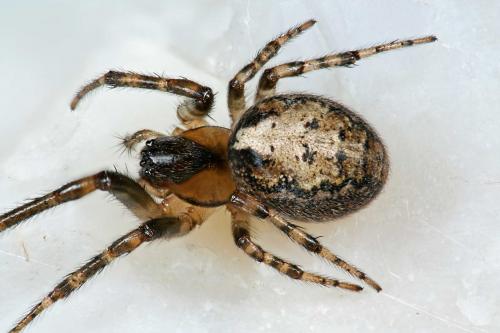 Zygiella x-notata