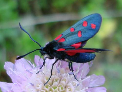 Réf. 53 489 : Zygaena transalpina