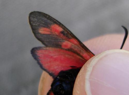 Zygaena filipendulae