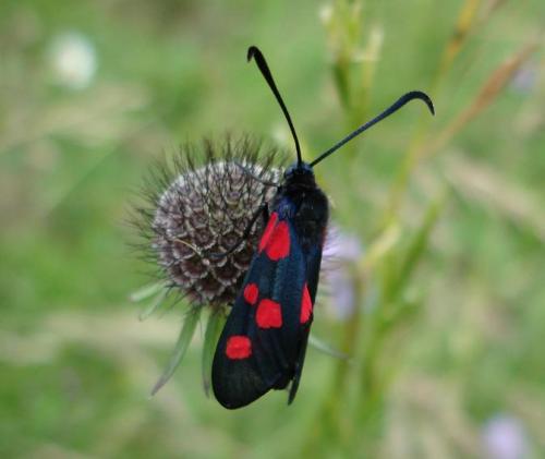 Zygaena sp.