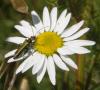 53951 – Photo : V. Czachka – France (55)