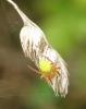 53503 – Photo : V. Czachka – France (55)