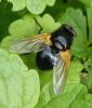Mesembrina meridiana