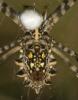 53576 – Photo : Christian Widmann – Afrique du Sud