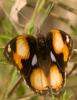 53556 – Photo : Christian Widmann – Afrique du Sud