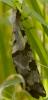53559 – Photo : Christian Widmann – Afrique du Sud