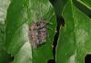 53103 – Photo : Jean-Cyril FREEMAN – Italie
