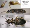 53191 – Photo : Arthropa - Benoit Martha – France (71)
