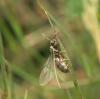 53175 – Photo : patrick derennes – France (44)