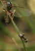 53211 – Photo : patrick derennes – France (44)
