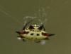 53687 – Photo : Christian Widmann – Afrique du Sud