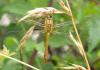 Sympetrum sanguineum