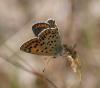 53681 – Photo : Rebeyrol Christian – France (81)