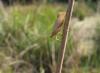 53245 – Photo : clovis – France (59)
