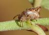 53025 – Photo : Arthropa - Benoit Martha – France (21)