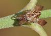 53026 – Photo : Arthropa - Benoit Martha – France (21)