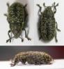 53960 – Photo : Arthropa - Benoit Martha – France (21)