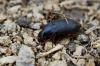 53640 – Photo : basc – France (20)