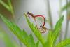 53070 – Photo : Christine Deconinck – France (56)