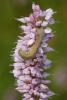 53877 – Photo : Robert Henno – Belgique