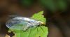 53460 – Photo : typhaeus – France (74)