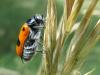 53440 – Photo : Gilles Roux – France (06)