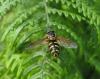53246 – Photo : clovis – Royaume-Uni