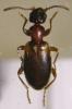 53032 – Photo : Arthropa - Benoit Martha – France (71)
