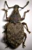 53340 – Photo : Arthropa - Benoit Martha – France (29)