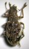 53922 – Photo : Arthropa - Benoit Martha – France (71)