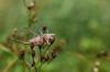 53699 – Photo : basc – France (26)