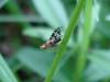 Trypetoptera punctulata