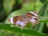 53123 – Photo : OCIS – Sénégal