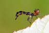 53577 – Photo : frodon – France (17)