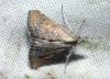 53388 – Photo : Philippe Mothiron – France (95)