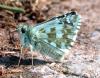 53413 – Photo : Philippe Mothiron – France (64)