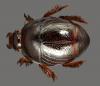 Xenonychus tridens