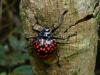 53954 – Photo : Alexandre Vinot – Guyane française