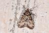53341 – Photo : Philippe Mothiron – France (30)