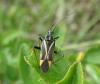 53850 – Photo : lopinga74 – France (74)