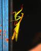53648 – Photo : Bernard VENEAU – France (41)