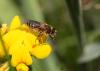 53845 – Photo : eudemis – France (33)
