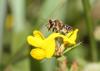 53812 – Photo : eudemis – France (33)